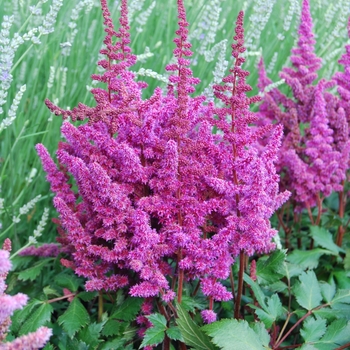Astilb chinensis 'Vision in Red' - Vision in Red Astilbe