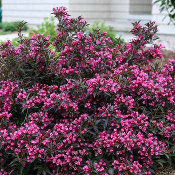Weigela florida 'Bokraspiwi' - Spilled Wine® Weigela