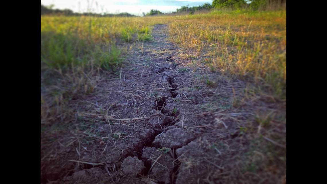 How does drought affect our plants?