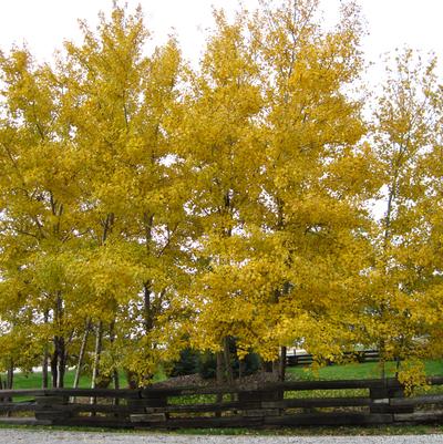 Prairie Gold Aspen