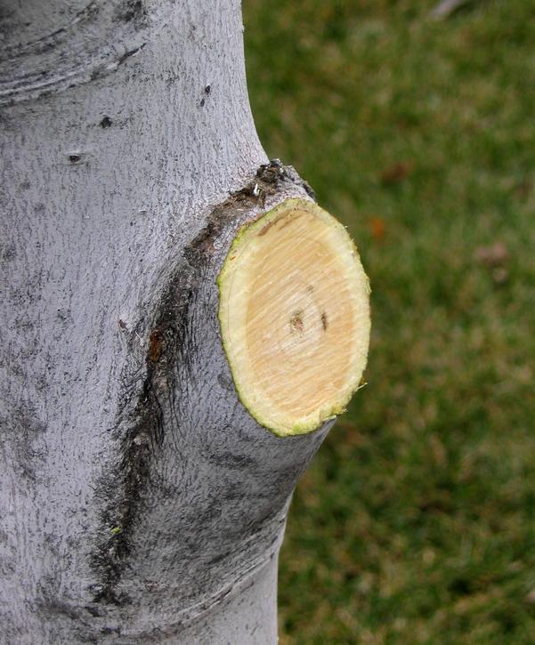 Pruning 101 Pruning 101