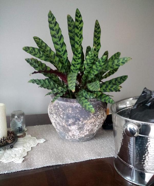 Calathia lancifolia (Rattlesnake Plant) Calathia lancifolia (Rattlesnake Plant)