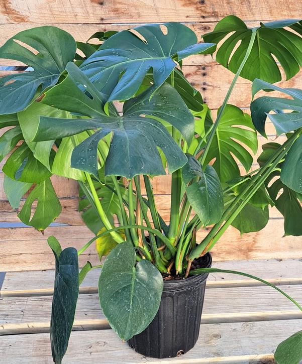 Monstera Deliciosa - Split-leaf Philodendron Monstera Deliciosa - Split-leaf Philodendron