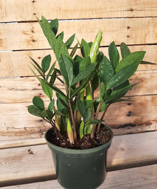 ZZ Plant