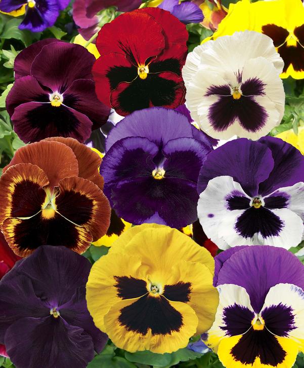 Viola (Pansies)