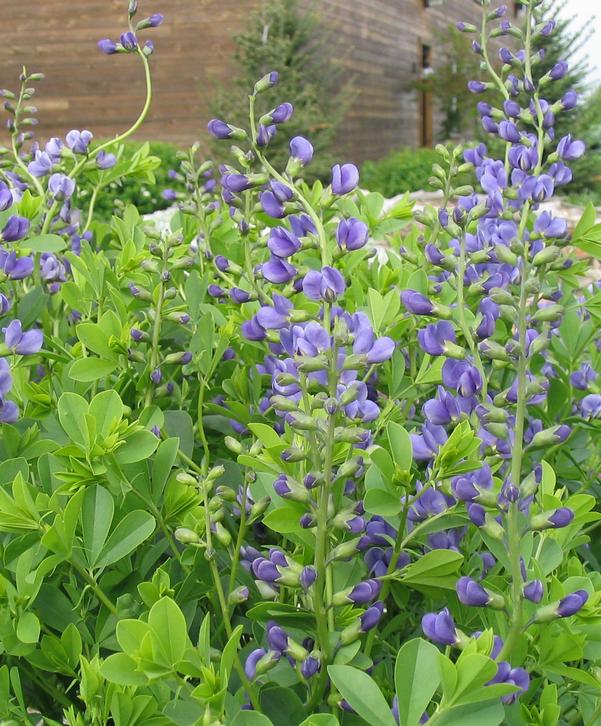 Dwarf Baptisia (False Indigo) Dwarf Baptisia (False Indigo)