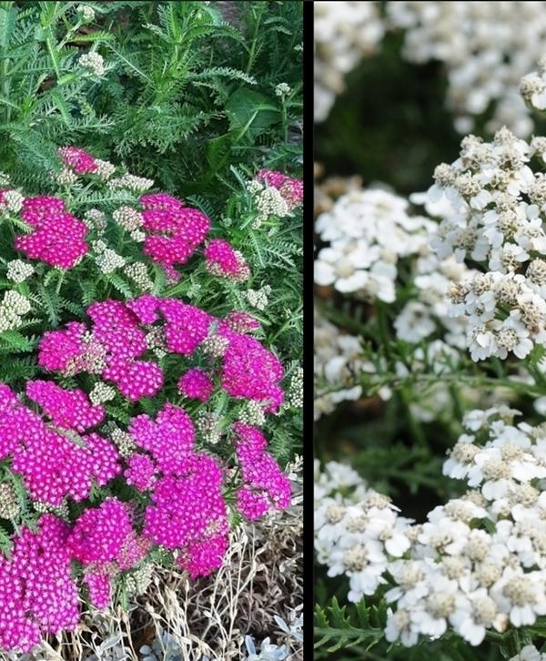 New Vintage Violet/White Yarrow New Vintage Violet/White Yarrow