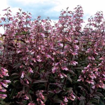 Dark Towers Penstemon