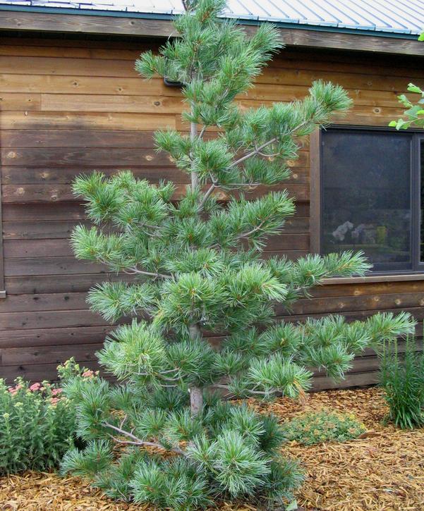Silveray Korean Pine