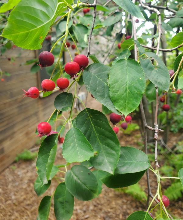 Autumn Brilliance Serviceberry