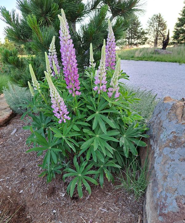 Sundial Lupine