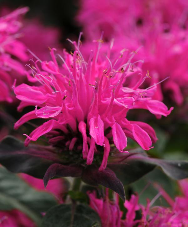 Balmy Rose Monarda