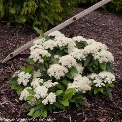 Lil Ditty Viburnum (photo courtesy of Proven Winners)