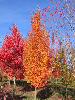 Armstrong Gold Maple (photo courtesy of Schmidt Nursery)
