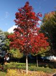 Crimson Sunset Maple (photo courtesy of Schmidt Nursery)