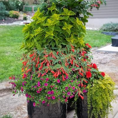 part sun planters