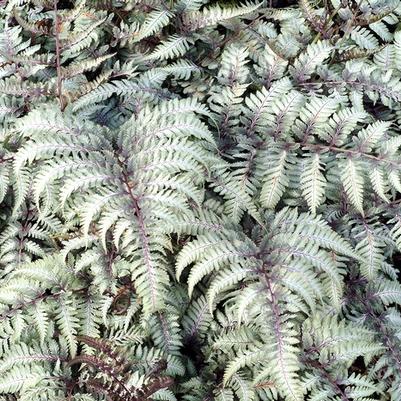 Silver Falls Painted Fern