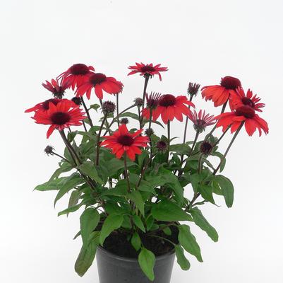 Panama Red Cone Flower