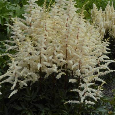 Cappuccino Astilibe