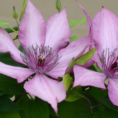 Giselle Clematis