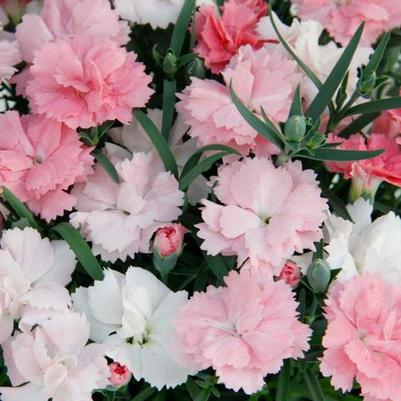 Everlast™ Pink to White Diathus