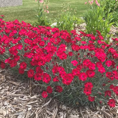 Dianthus Mountain Frost™ Red Garnet Dianthus