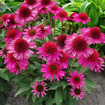 Pink Fascinator Coneflower