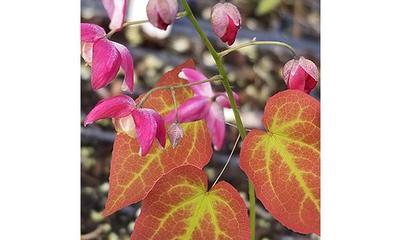 Sulphur Barrenwort