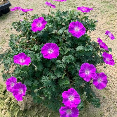 Frivolius™ Purple Cranesbill