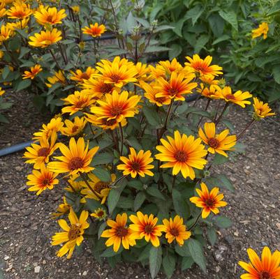 Sole Scoro False Sunflower