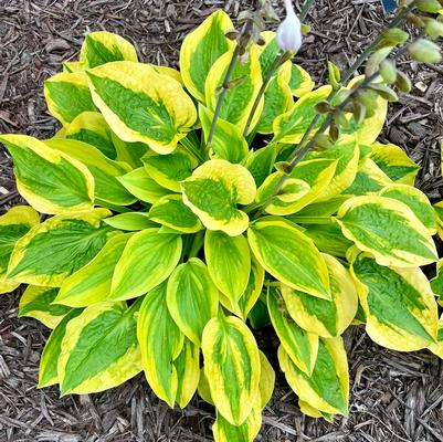 Glad Rags Hosta