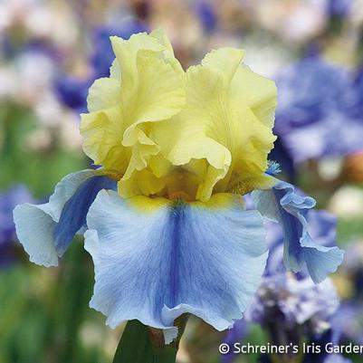 Easter Candy Iris
