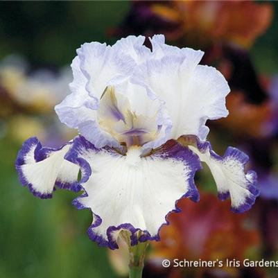 Ring's True Iris
