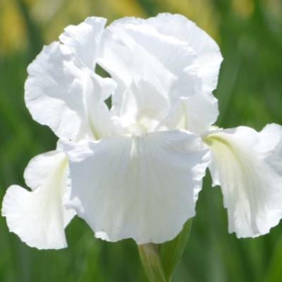 Immortality Iris