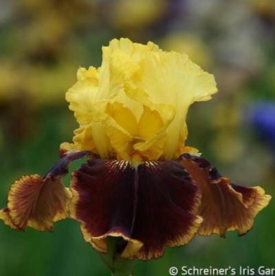 Vintage Charm Iris