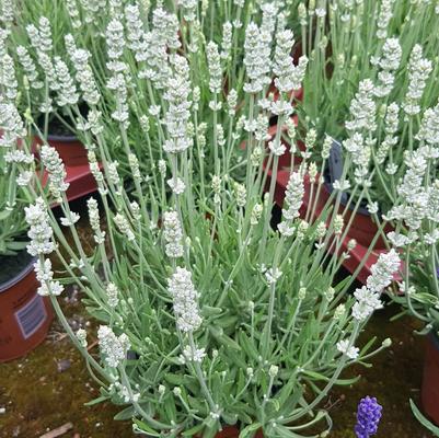 Big Time White Lavender