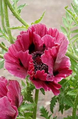 Harlem Oriental Poppy