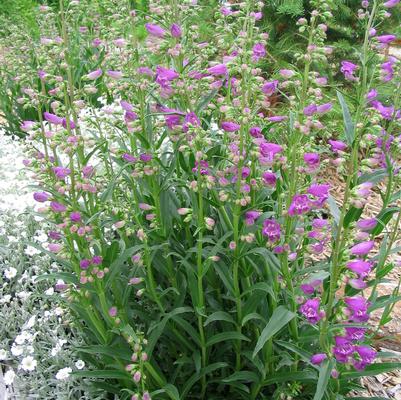 Prairie Dusk Penstemon
