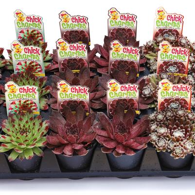 Chick Charm® Parfait Perfection Hen and Chicks