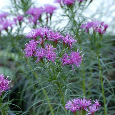 Thread-leaf Ironweed