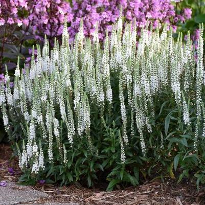 Magic Show® 'White Wands'