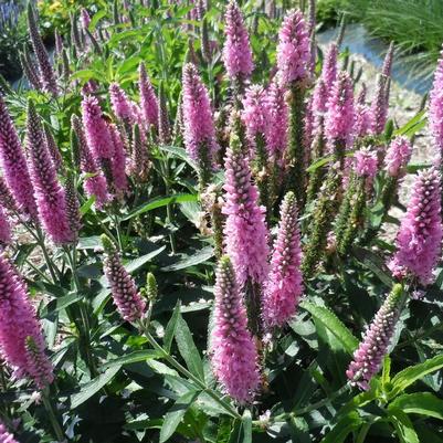 Skyward™ Pink Veronica