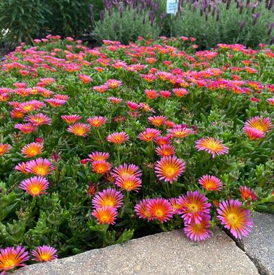 Ocean Sunset Orange Glow Hardy Ice Plant