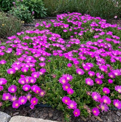 Ocean Sunset Violet Hardy Ice Plant
