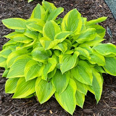 Summer Lovin' Hosta