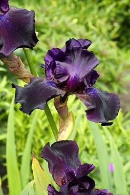 Superstition Iris