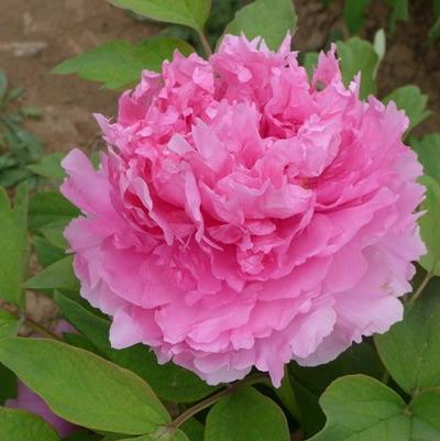 Rosy Jade Peony