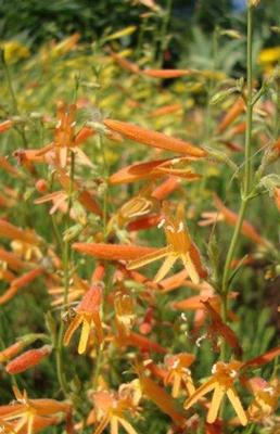 Sunset Glow Penstemon