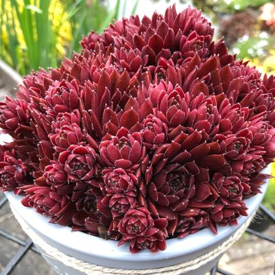 Colorockz Arctic Red Hen and Chicks