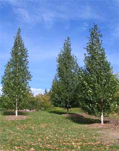 First Editions® Parkland Pillar® Birch